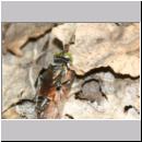 Tachysphex sp - Grabwespe m03 7mm Sandgrube Niedringhaussee.jpg